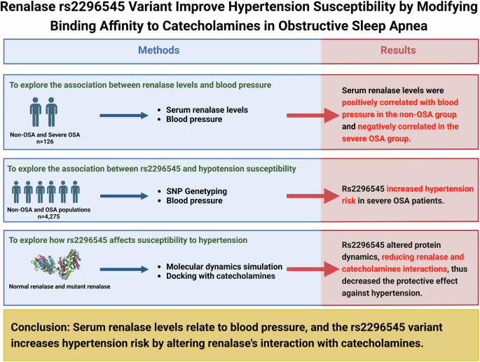 Renalase rs2296545 variant improve hypertension susceptibility by modifying binding affinity to catecholamines in obstructive sleep apnea