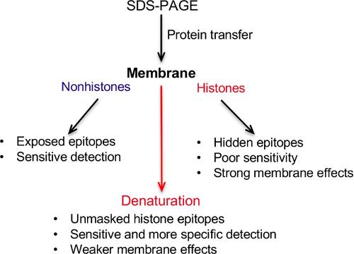 Sensitive Detection of Histones and γ-H2AX by Immunoblotting: Problems and Solutions.