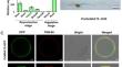 Rice Wall-Associated Protein Kinase OsWAK12 Modulates Primary Root and Root Hair Via Involving in Auxin Pathway