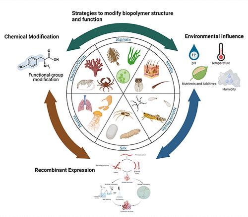 Modifying Naturally Occurring, Nonmammalian-Sourced Biopolymers for Biomedical Applications