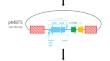 A nisin-inducible chromosomal gene expression system based on ICE Tn5253 of Streptococcus pneumoniae, transferable among streptococci and enterococci