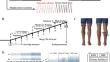 Robust fatigue markers obtained from muscle synergy analysis.