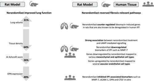 PDE4B inhibition by nerandomilast: Effects on lung fibrosis and transcriptome in fibrotic rats and on biomarkers in human lung epithelial cells