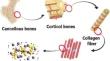 Synergizing additive manufacturing and machine learning for advanced hydroxyapatite scaffold design in bone regeneration