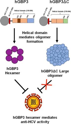 Helical Domain Changes between hGBP3 and hGBP3ΔC Result in Distinct Oligomers and Anti-HCV Activity.