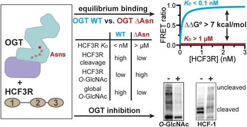 Identification of a Polypeptide Inhibitor of O-GlcNAc Transferase with Picomolar Affinity