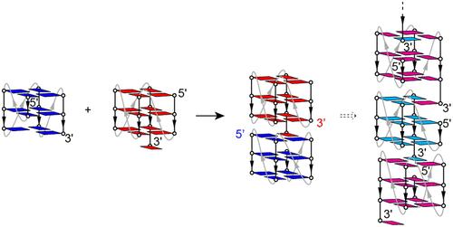 Interlocking G-Quadruplexes Using a G-Triad•G Connection: Implications for G-Wire Assembly