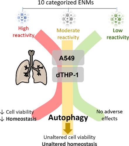 Differentially Induced Autophagy by Engineered Nanomaterial Treatment Has an Impact on Cellular Homeostasis and Cytotoxicity