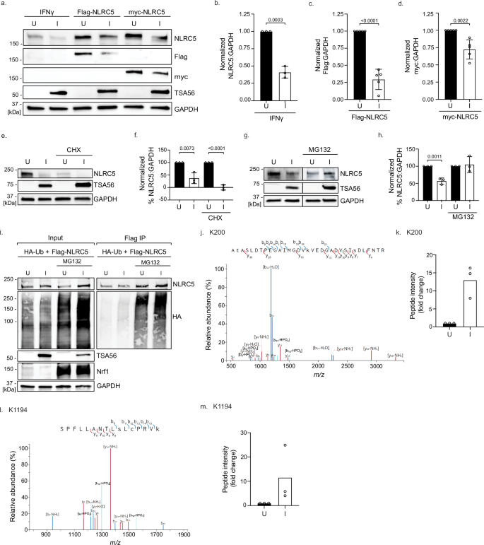 Orientia tsutsugamushi Ank5 promotes NLRC5 cytoplasmic retention and degradation to inhibit MHC class I expression