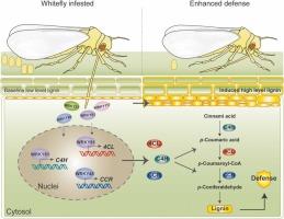 Genome-wide analysis of the WRKY family in Nicotiana benthamiana reveals key members regulating lignin synthesis and Bemisia tabaci resistance