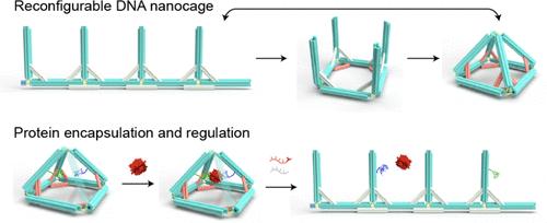 Reconfigurable DNA Nanocage for Protein Encapsulation and Regulation