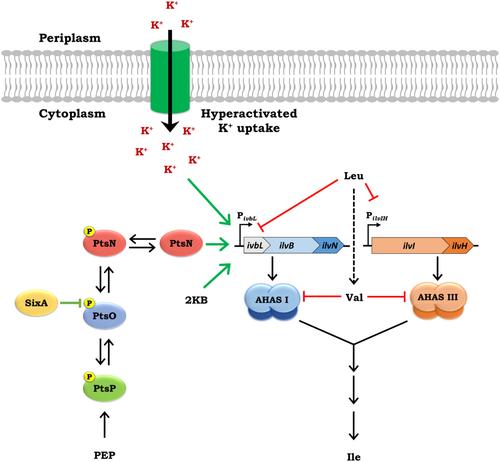 Multiple Effects of L-Leucine in Escherichia coli Lead to L-Leucine-Sensitive Growth in the Absence of Unphosphorylated PtsN