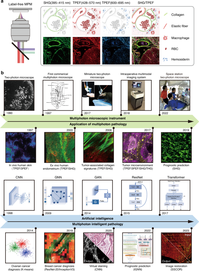 Towards next-generation diagnostic pathology: AI-empowered label-free multiphoton microscopy