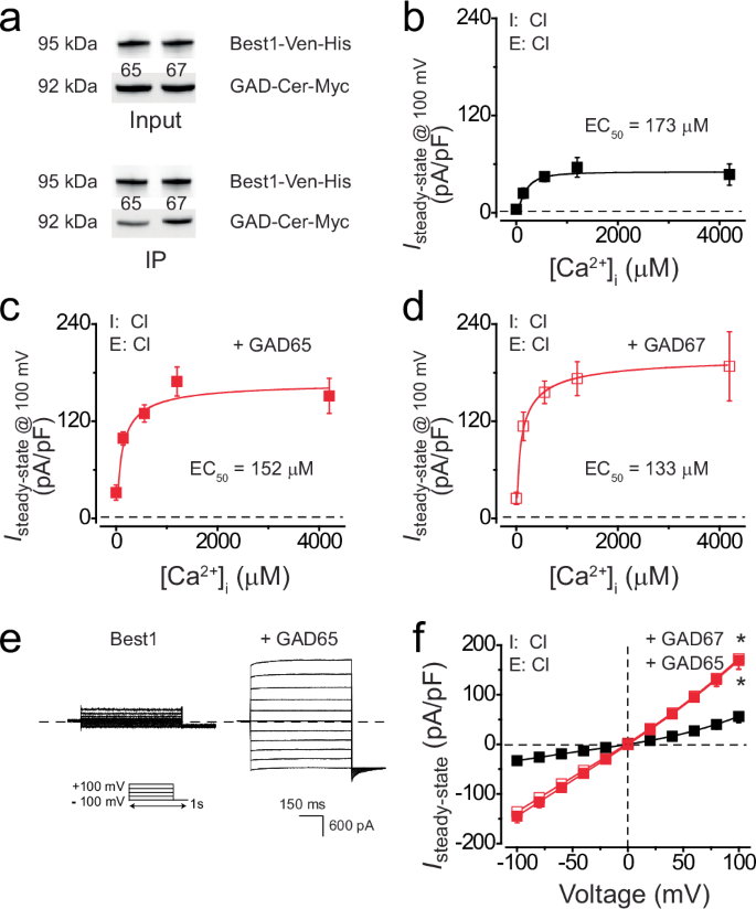 GAD65 tunes the functions of Best1 as a GABA receptor and a neurotransmitter conducting channel