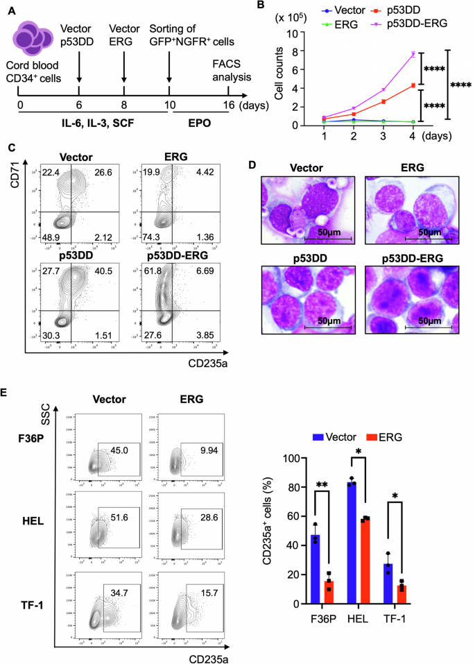 HDAC7 is a potential therapeutic target in acute erythroid leukemia