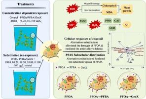 Concentration-dependent cellular responses of coontail (Ceratophyllum demersum) during the substitutions to perfluorooctanoic acid by its two alternatives