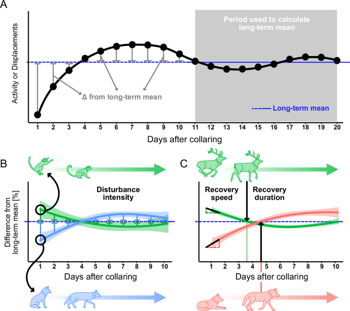 Mammals show faster recovery from capture and tagging in human-disturbed landscapes