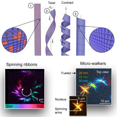 Synthetic flagella spin and contract at the expense of chemical fuel