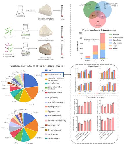 Antioxidant Peptides Derived from Cheese Products via Single and Mixed Lactobacillus Strain Fermentation