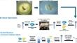 Cellular and functional heterogeneity of fall armyworm (Spodoptera frugiperda) midgut: a single-cell RNA sequencing analysis