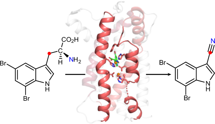 A single diiron enzyme catalyses the oxidative rearrangement of tryptophan to indole nitrile