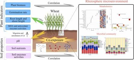 Polyethylene nanoplastics, tebuconazole and cadmium affect soil-wheat system by altering rhizosphere microenvironment under single or combined exposure