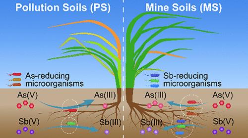 Generational Specific Recruitment of Arsenic- and Antimony-Reducing Microorganisms in Plant Root-Associated Niches for Adapting to Metalloid-Metal Pollution