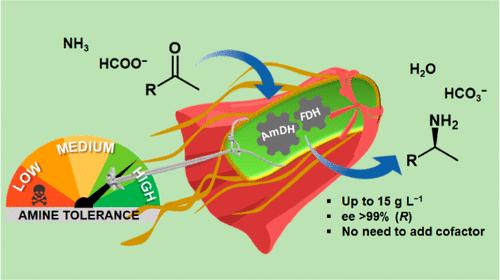 Amine-Tolerant E. coli Strains Generated via Adaptive Evolution for Sustainable Synthesis of Chiral Amines