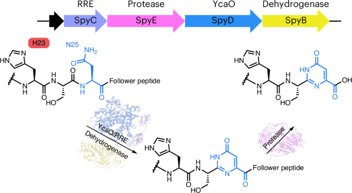 Biosynthesis of peptide–nucleobase hybrids in ribosomal peptides