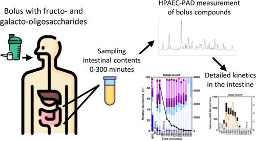 Detailed Analysis of Prebiotic Fructo- and Galacto-Oligosaccharides in the Human Small Intestine