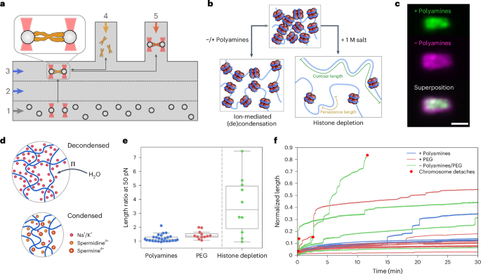 Ion-mediated condensation controls the mechanics of mitotic chromosomes