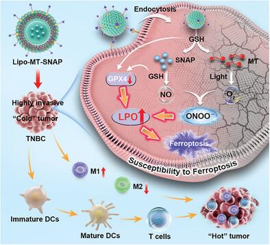 Induced Ferroptosis Pathway by Regulating Cellular Lipid Peroxidation With Peroxynitrite Generator for Reversing “Cold” Tumors