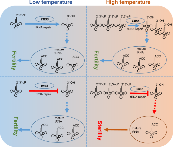 tRNA repair: the key to thermo-sensitive male sterility in rice