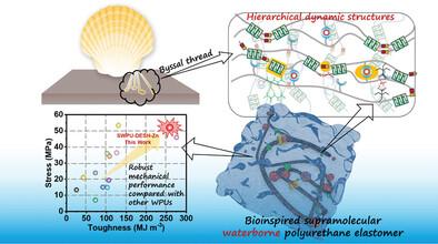 Fabrication of Mechanical Strong Supramolecular Waterborne Polyurethane Elastomers With the Inspiration of Hierarchical Dynamic Structures of Scallop Byssal Threads