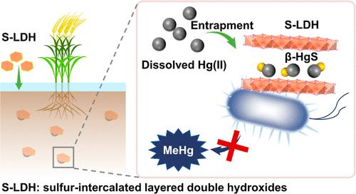 Sulfur-Intercalated Layered Double Hydroxides Minimize Microbial Mercury Methylation: Implications for In Situ Remediation of Mercury-Contaminated Sites