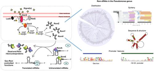 Small Regulatory RNAs of the Rsm Clan in Pseudomonas