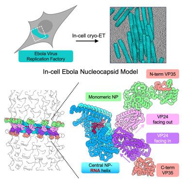 Intracellular Ebola virus nucleocapsid assembly revealed by in situ cryo-electron tomography