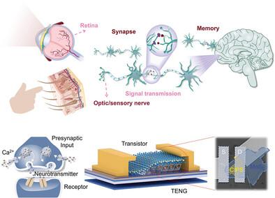 Brain-inspired Multimodal Synaptic Memory via Mechano-photonic Plasticized Asymmetric Ferroelectric Heterostructure