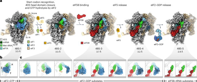 Structural basis for translational control by the human 48S initiation complex