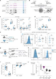 Epigenetic tuning of PD-1 expression improves exhausted T cell function and viral control