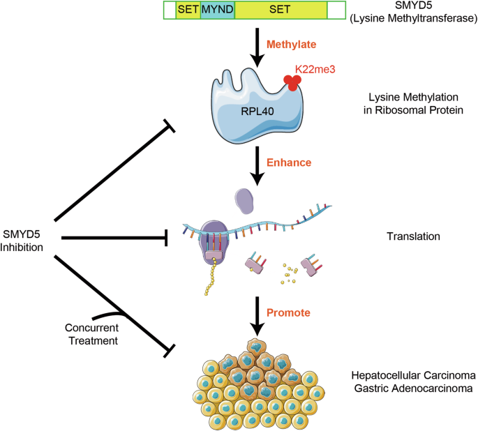 Lysine methylation steps into another step of the central dogma