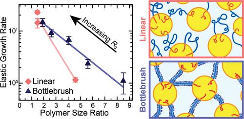 Bottlebrush Midblocks Promote Colloidal Bridging of Telechelic Polymers