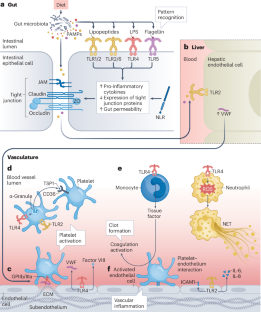 The gut microbiota in thrombosis