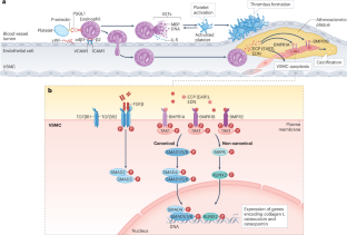 Differential roles of eosinophils in cardiovascular disease