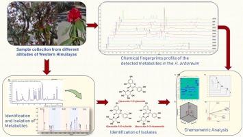 Characterization, quantitation, and natural variability of phenolics in Rhododendron arboreum leaves of western Himalayan origin using UPLC-PDA and UHPLC-ESI-Q/TOF-MS/MS