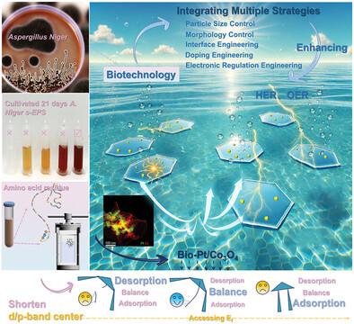 Integrating Multiple Strategies Using Biotechnology to Design High-Performance Electrocatalysts for Hydrogen and Oxygen Evolution