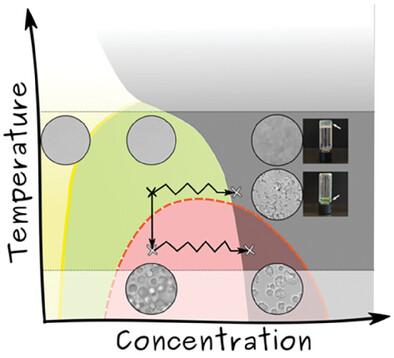 Metastable Liquid–Liquid Phase Separation and Aging Lead to Strong Processing Path Dependence in Mini-Spidroin Solutions