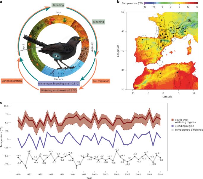 Migratory lifestyle carries no added overall energy cost in a partial migratory songbird