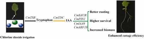 Chlorine dioxide enhanced cuttage efficiency in chrysanthemum via accumulating tryptophan and derived auxin