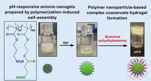 Investigating the Formation of Polymer–Nanoparticle Complex Coacervate Hydrogels Using Polymerization-Induced Self-Assembly-Derived Nanogels with a Succinate-Functional Core